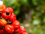 Guaraná e camu-camu: a força da Amazon Energy