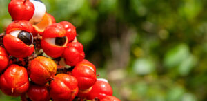 Guaraná e camu-camu: a força da Amazon Energy