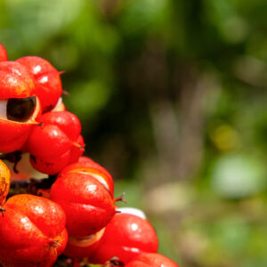 Guaraná e camu-camu: a força da Amazon Energy